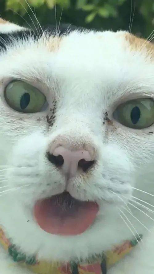 这猫吐舌头:真鬼脸别的猫吐舌头:做鬼脸好家伙,确实挺够味!
