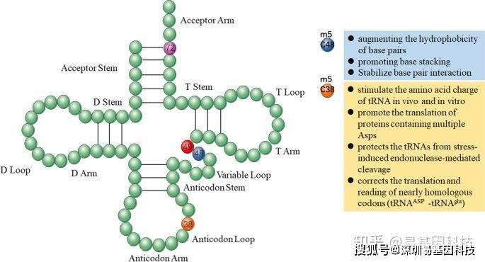 易基因|深度综述:rna m5c修饰的生物学及在肿瘤发生