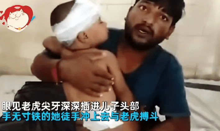 印度男婴被叼走 母亲掰开老虎嘴救子