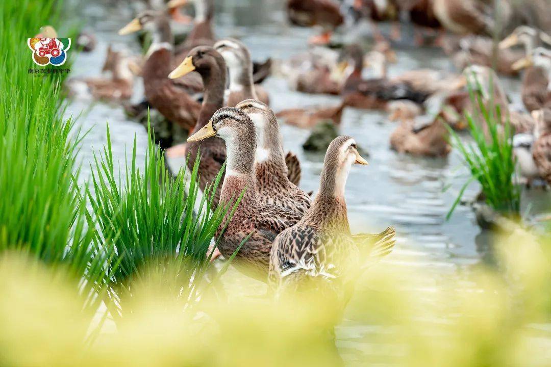 江宁一田双收,稻鸭共作绘就和谐美景!_街道_稻田_水稻