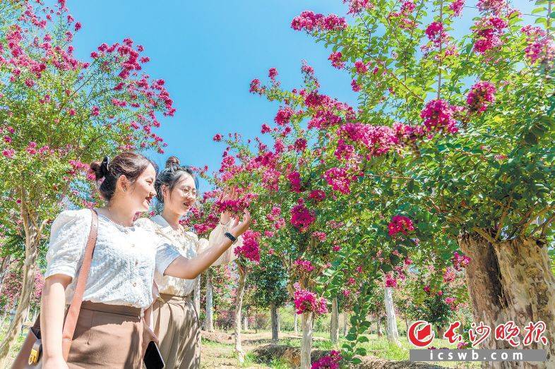 浏阳市官渡镇田郊村种植紫薇2500多亩 销往全国各地