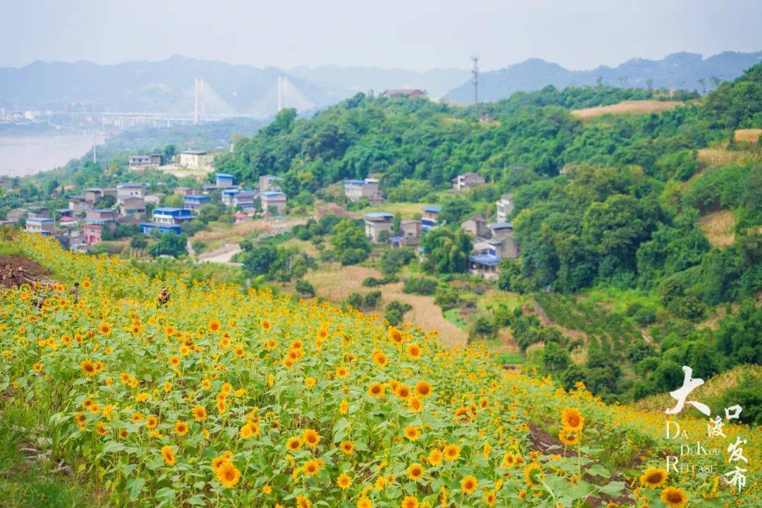 大渡口石盘村图片