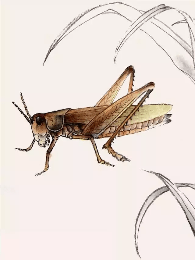 根据蝗虫的结构用赭石进行分染,染色时不可均匀涂染,要分出浓,淡