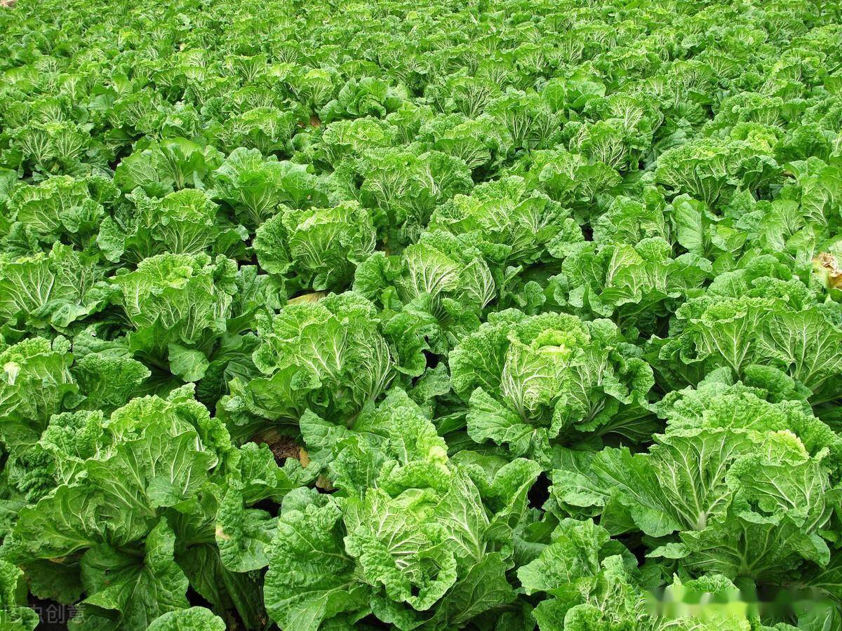 萝卜,胡萝卜和白菜,这些追肥要点不掌握,肥料再多有啥用_种植_叶片