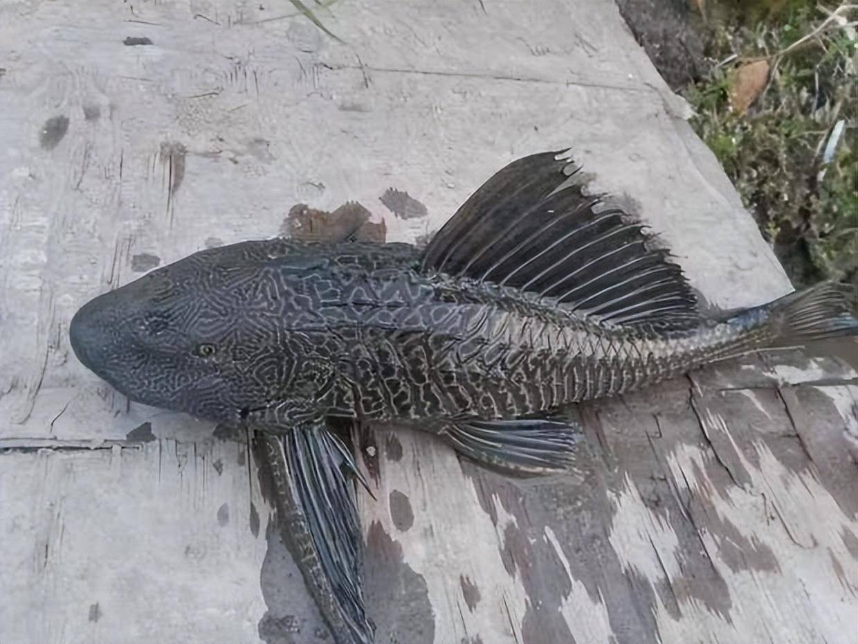 清道夫可能更厉害_鱼友_家伙_其他