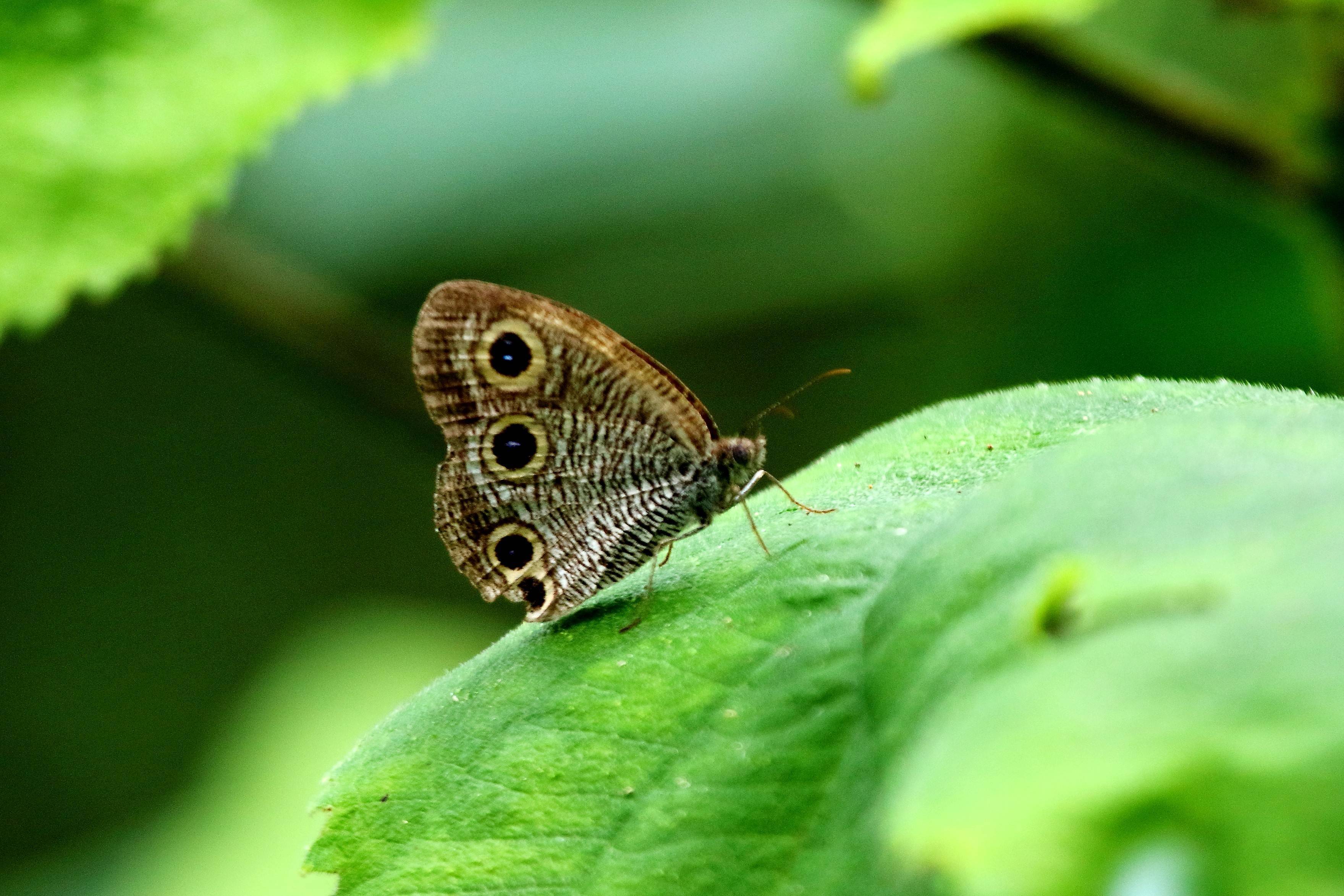 中华矍眼蝶 杭德泉 摄对比扬州蝴蝶名录,记者发现,杭德泉拍摄的蝴蝶
