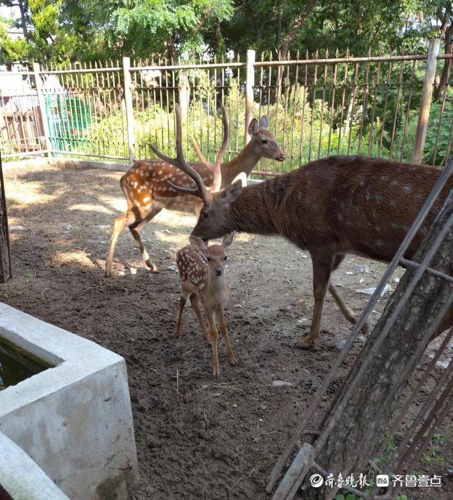 烟台南山公园动物园"添丁"了_梅花鹿_妈妈_斑马