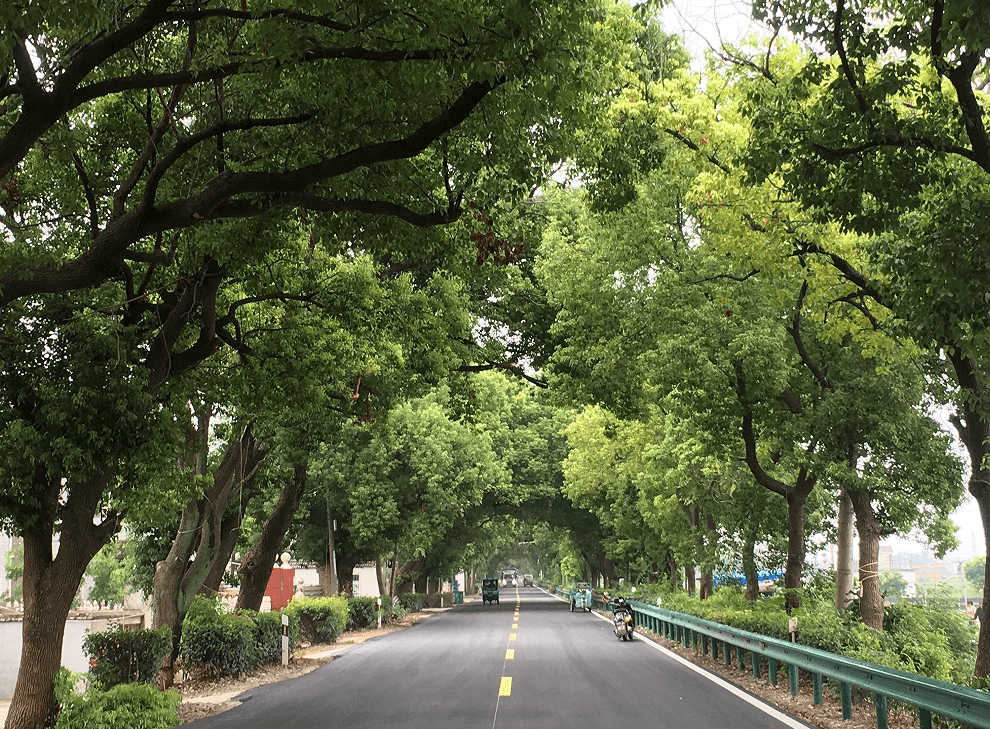 当涂大公圩这条要道已修好,全线通车无阻!_大道_香樟_道路