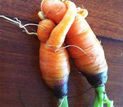 真奇葩这是我见过的长相最奇怪的红萝卜,头顶上