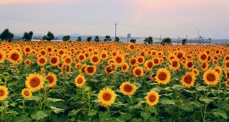 家电战火再燃烧,美的海信美菱奥克斯市场出招,长虹海尔助力公益-家电圈官网