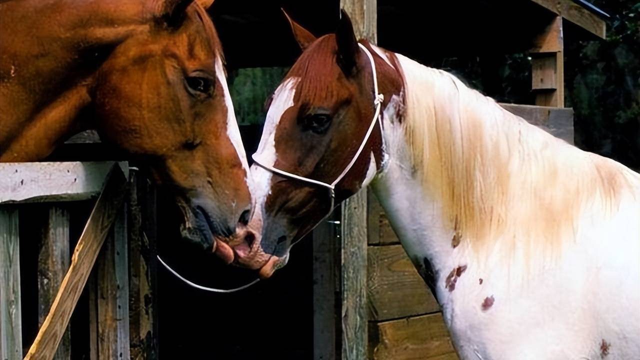 34岁老马去世小马拦车告别,真情感人至深,你相信万物有灵吗?