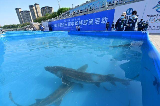 宁波渔民意外捕获野生中华鲟,重50多公斤!中华鲟生存状况如何?