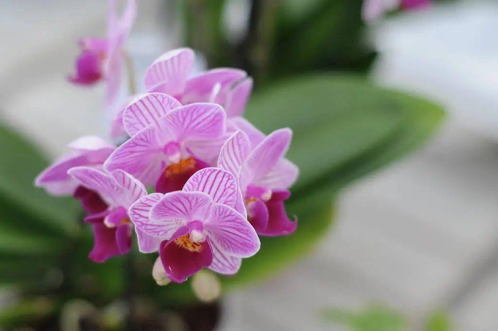 诗词丨梅兰竹菊真君子,浅笑低吟傲红尘_任群芳_兰花_天地