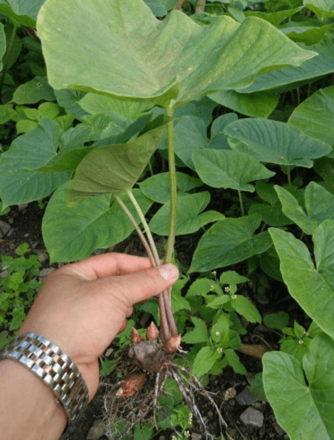 独角莲图片植株图片图片