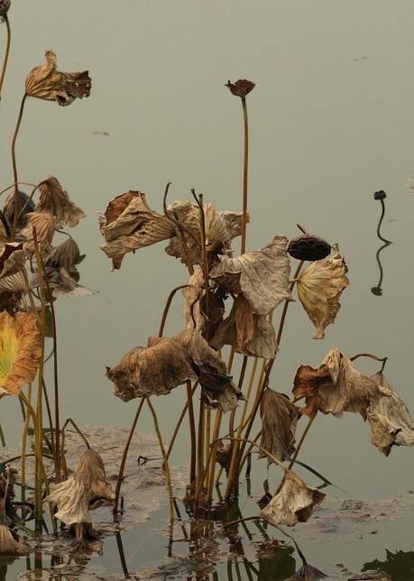 留得枯荷听雨声_吴冠中_显得_水面