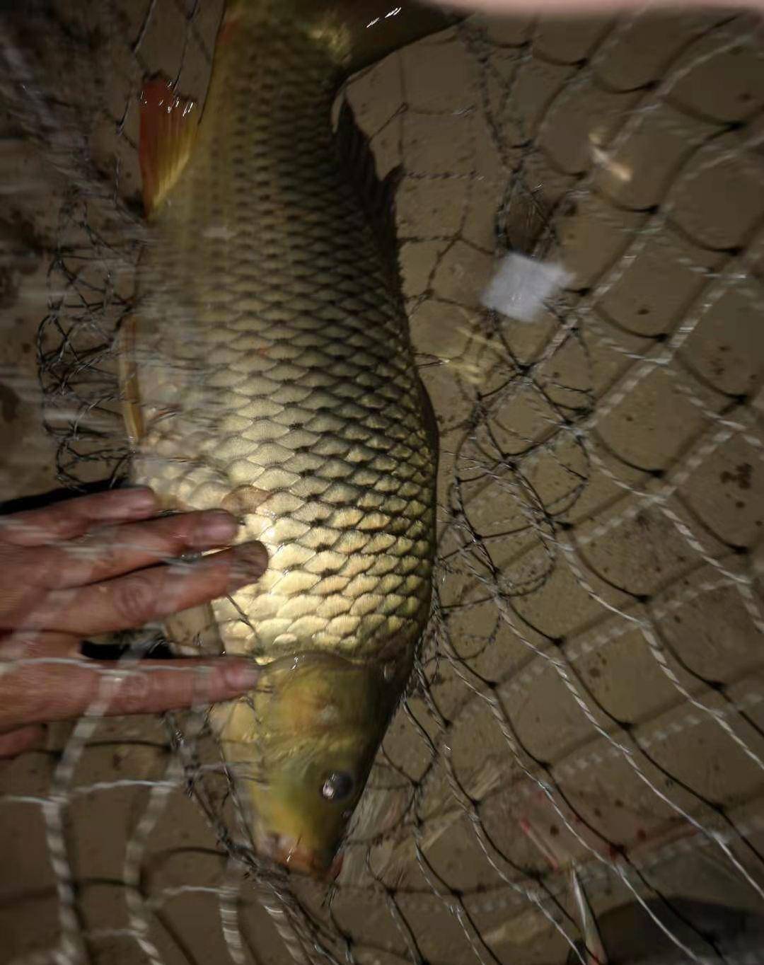 淺談鯉魚的習性,拿捏命脈漁獲變多,選位和餌更精準_食物_地方_誘餌