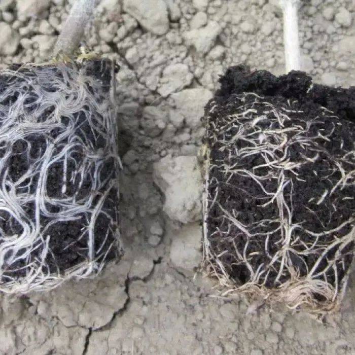 微生物菌剂生根原理_作物_土壤_根系
