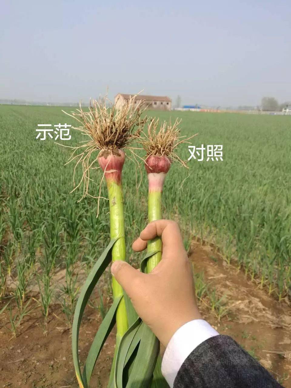 微生物菌剂生根原理_作物_土壤_根系