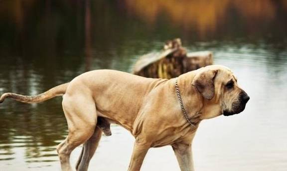 比特犬称王,这4种猛犬表示不服,任何一种都可完虐比特犬_进攻_菲勒