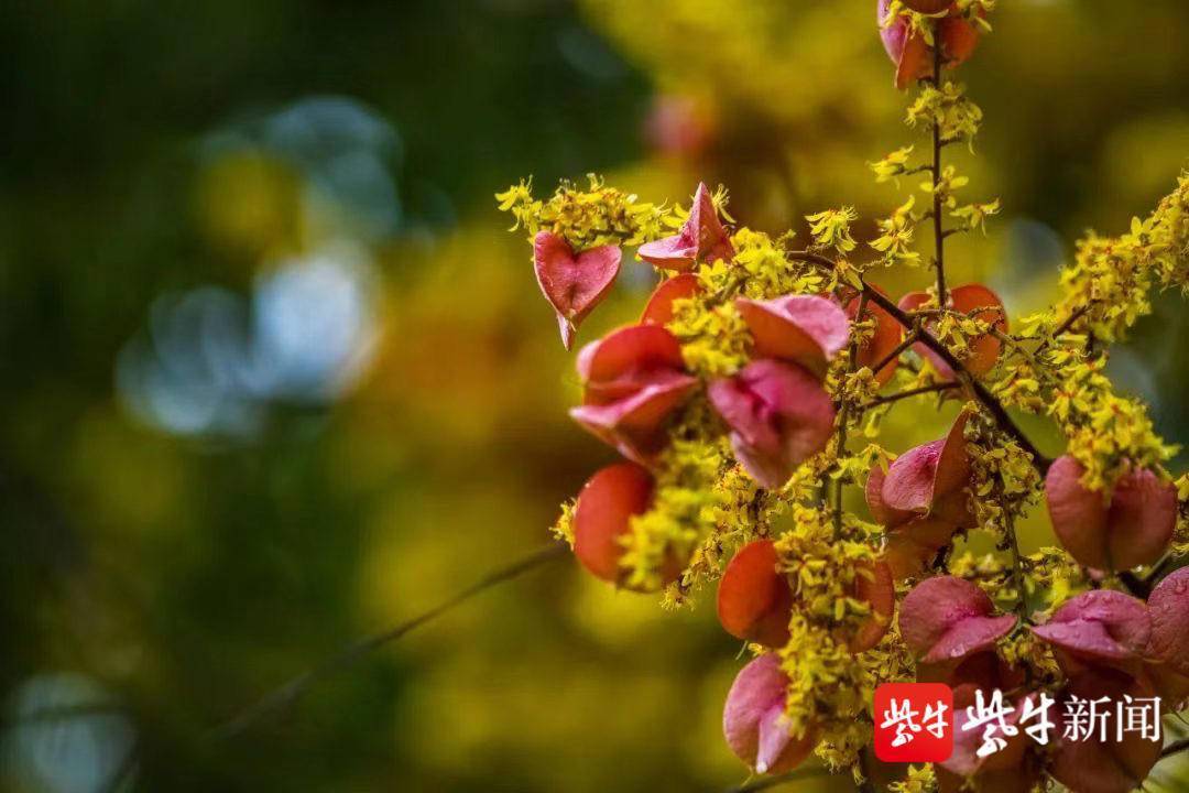 栾树花开，南京情侣园花卉大道“变身”黄金大道
