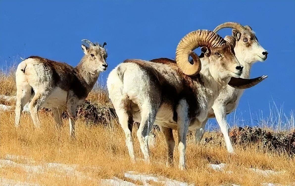 新疆阿克陶发现大角羊,角长超1米,是御敌武器,也会戳死自己