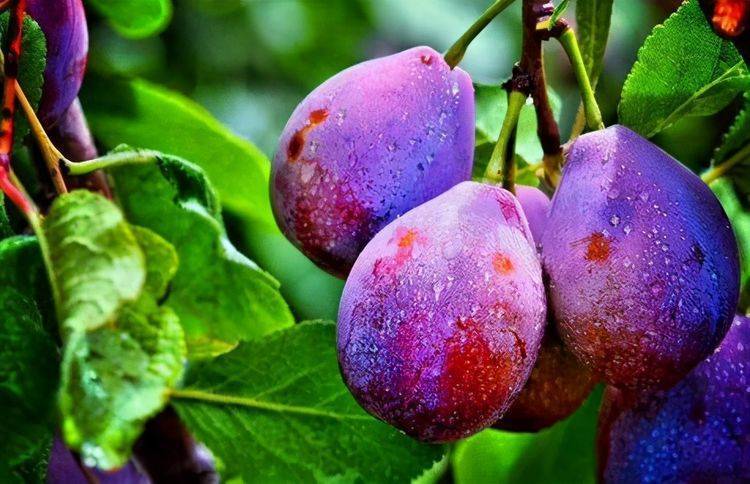 女性爱美,推荐吃3种食物,排出毒素,滋阴补阴,预防子宫早衰_人类_梨子