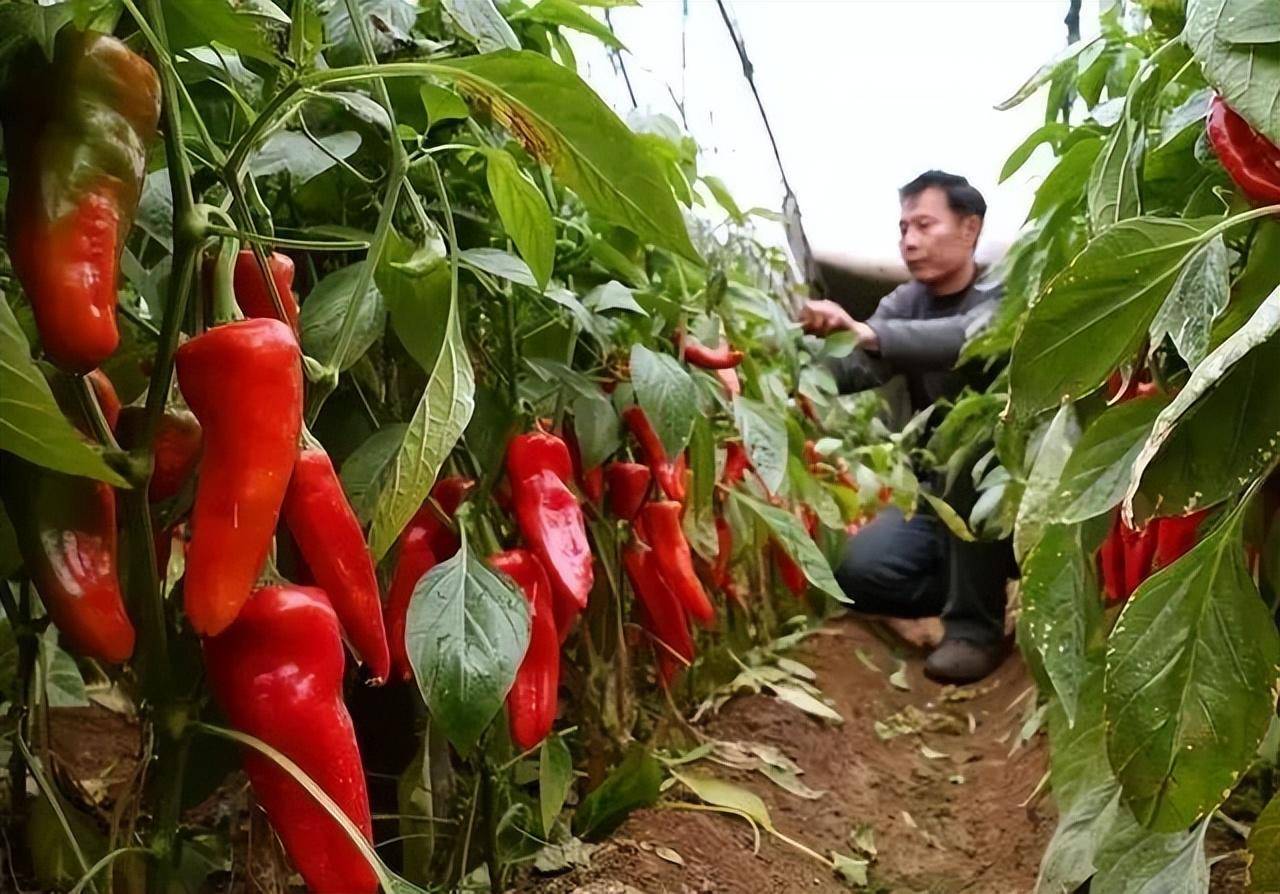 辣椒栽培管理中的多種誤區,一起來了解下_溫度_產量_果實