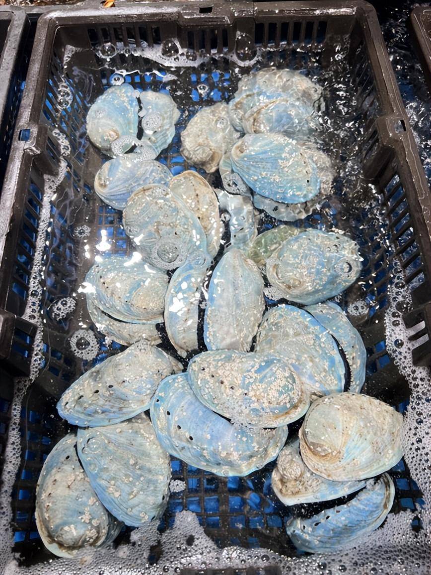 盒马拉来黑金鲍,星空鲍"撑起"餐桌排面_杭州_新西兰_时间