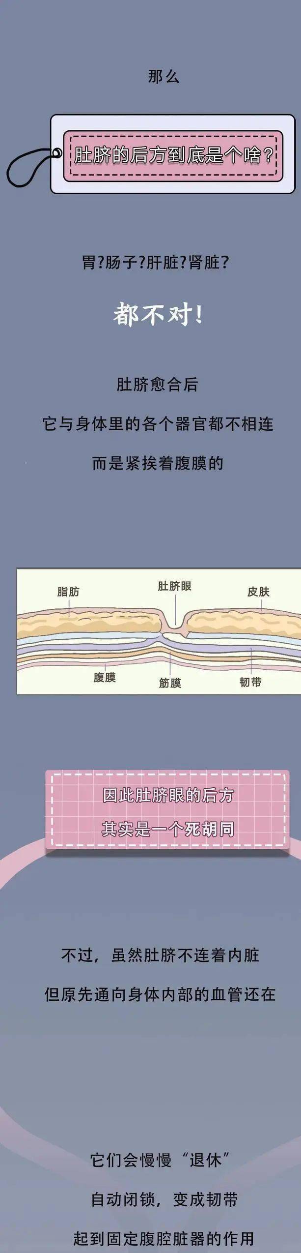 肚脐内部结构解剖图图片
