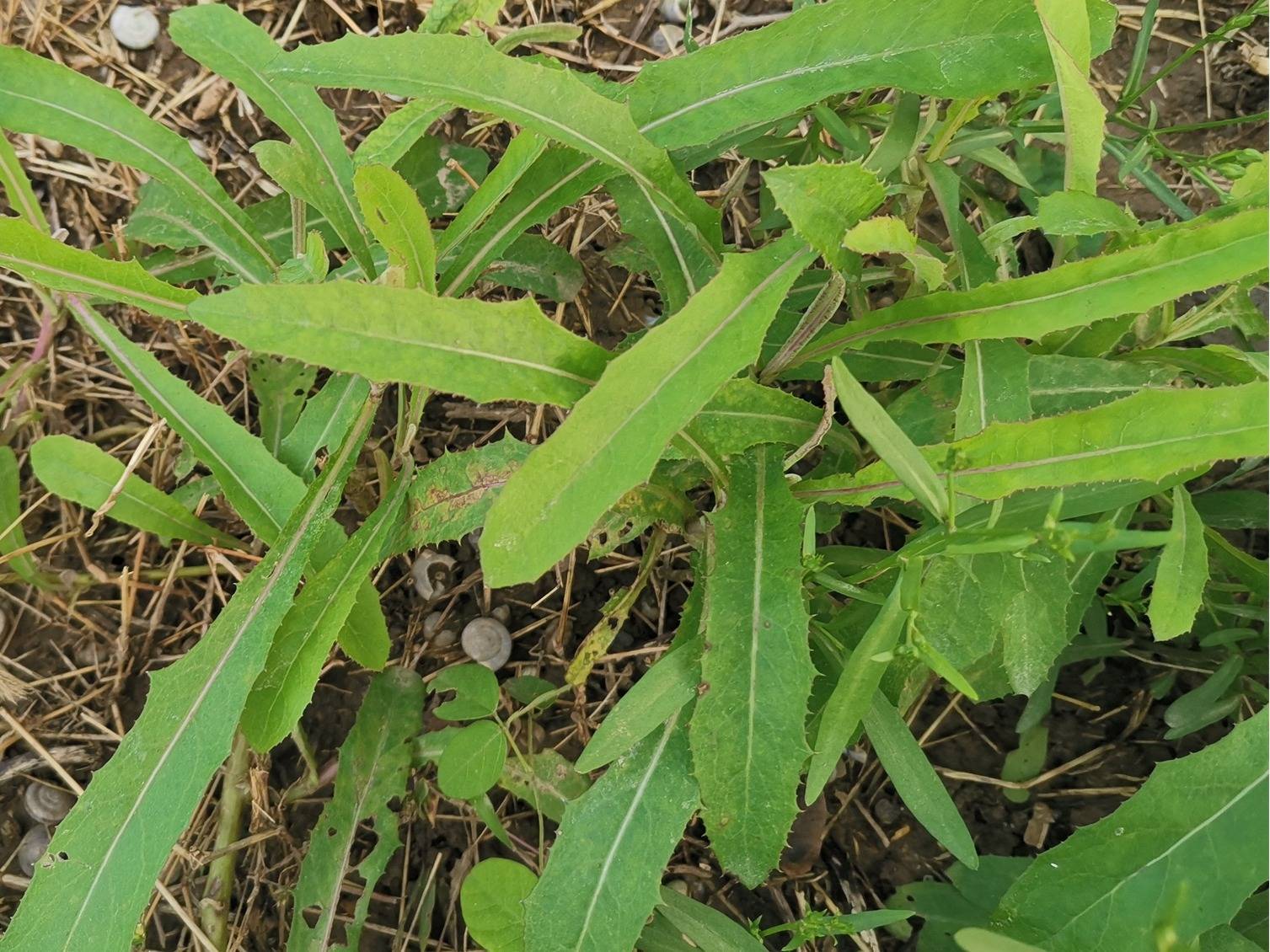 苦菜和蒲公英,曲曲芽等都是一个科属的,作用和口感也都差不多,清香味