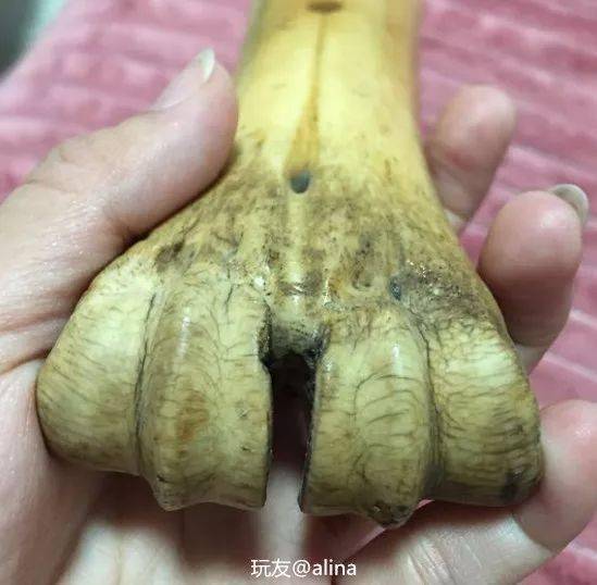 一根牛骨玩50年,可以当传家宝了!玩一下试试?_盘玩_@alina_玩友