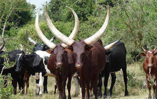 世界上牛角最大的牛,在当地几乎没有天敌,却面临灭绝风险