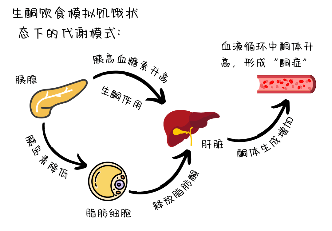 火爆网络的生酮饮食,真那么神奇?