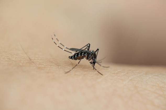 全面消灭蚊子可不可行？ 中疾控：目前科技手段还不能消灭蚊子物种
