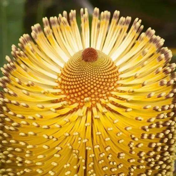 百年难得一遇的奇花_杨梅和_人生_开花