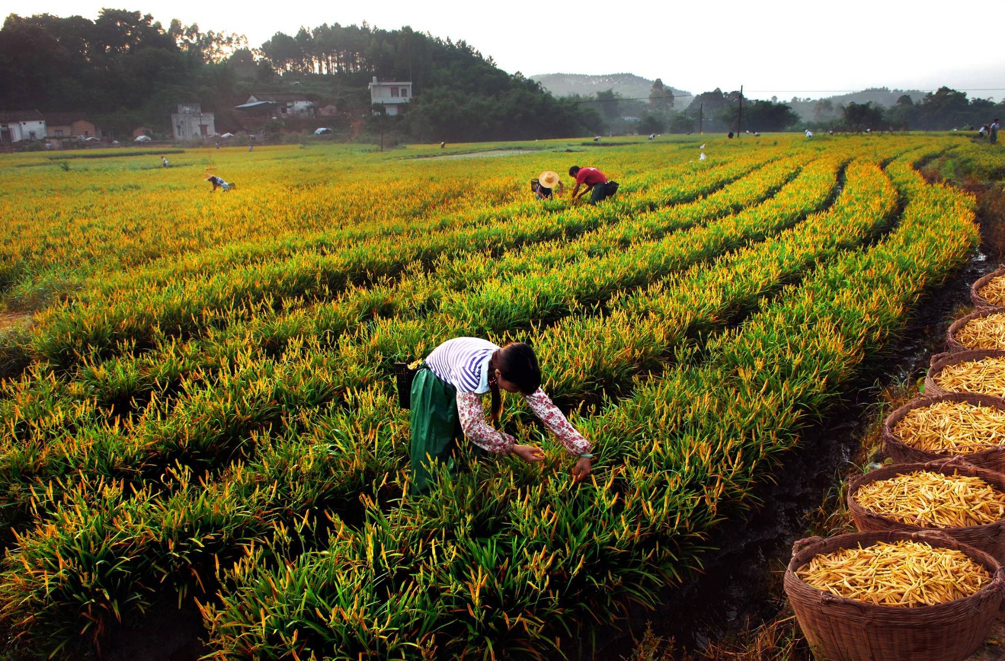 黄羌镇虎噉村发展壮大金针菜特色产业_石莲庵_旅游区_塘村