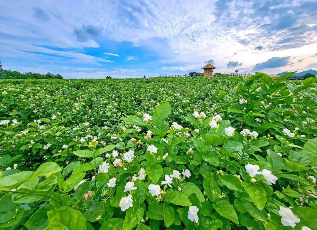 唱响全国,闻名世界让好一朵横州茉莉花它总以各种姿态出现茉莉花已