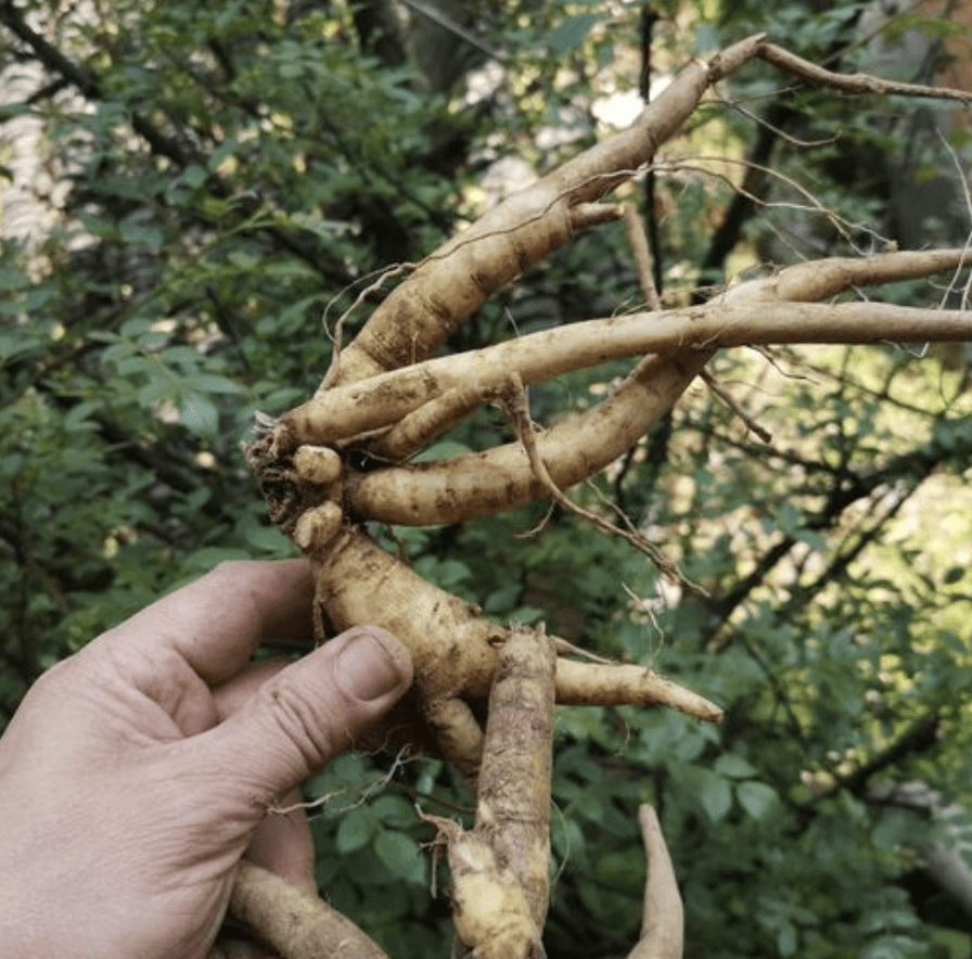 接骨丹的图片与功效图片