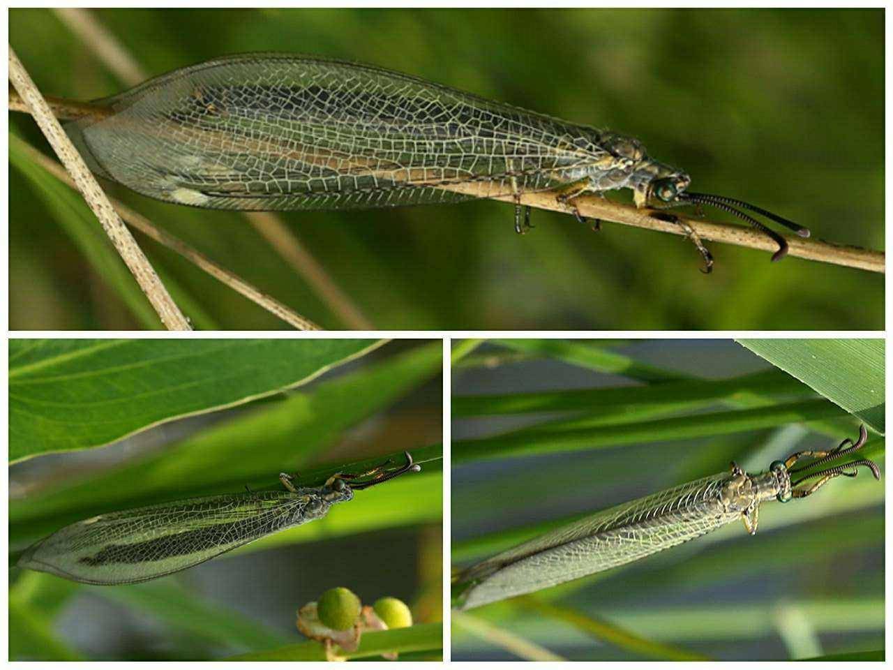 一年只吃不拉,没有肛门的蚁狮,为什么不会被屎憋死?_昆虫_方式更_粪便