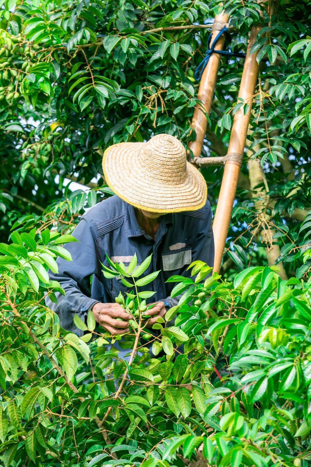这很潮汕!胶几人,必看!_橄榄_图片_视频