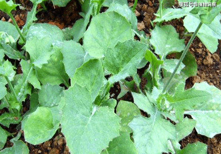 農村1種野草,是解毒