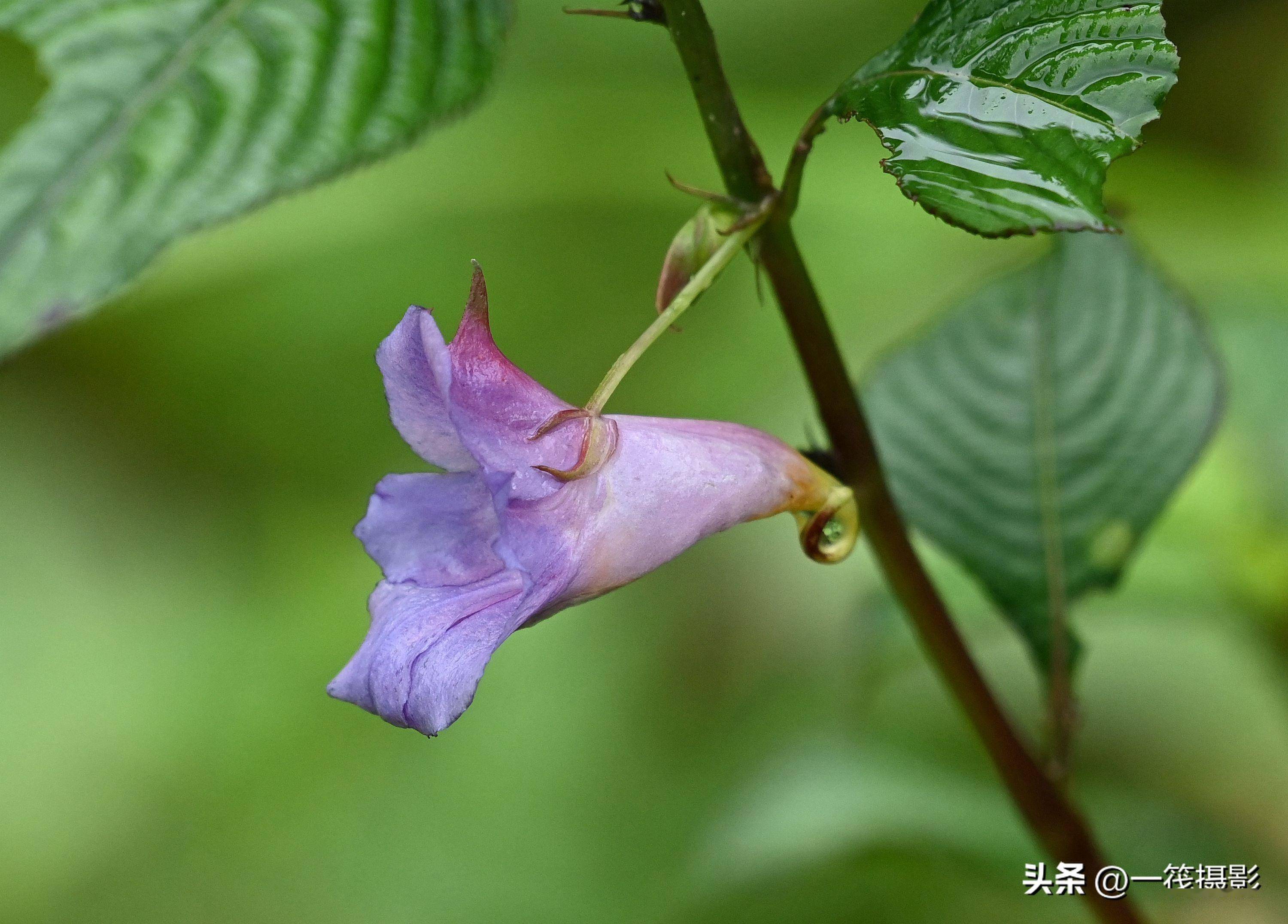 西藏墨脱,路边的野花——蓝花凤仙花_中国_草本植物_蓝色