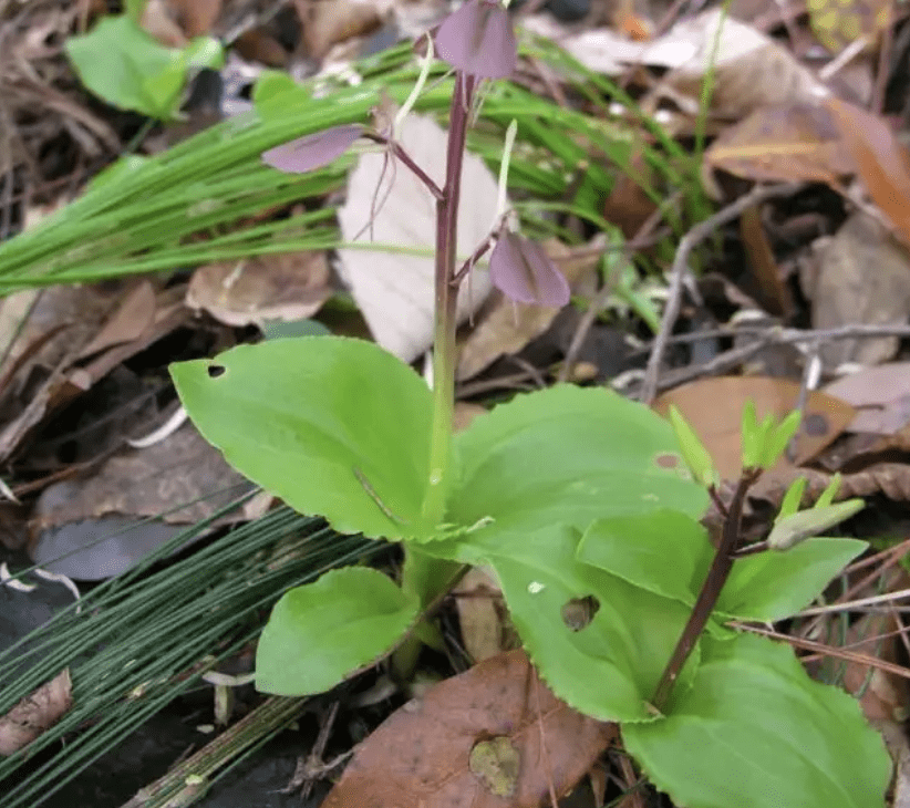 生于竹林里,俗称"羊耳蒜",如今是珍贵植物,见到请别乱挖