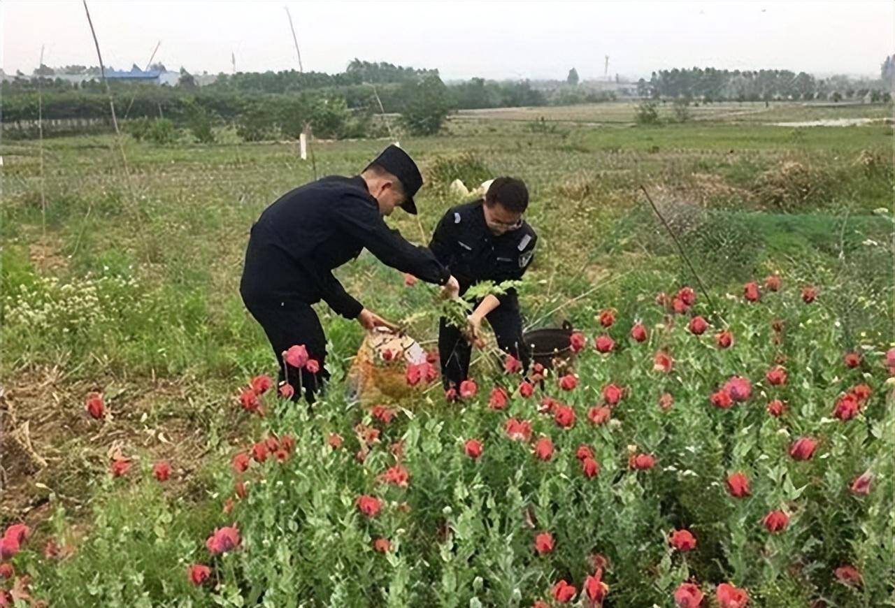 罂粟_进行_种植户