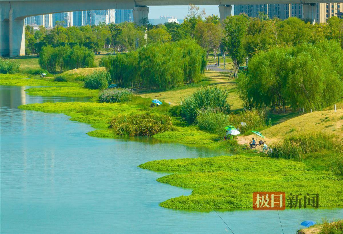 武汉青菱河现水上森林