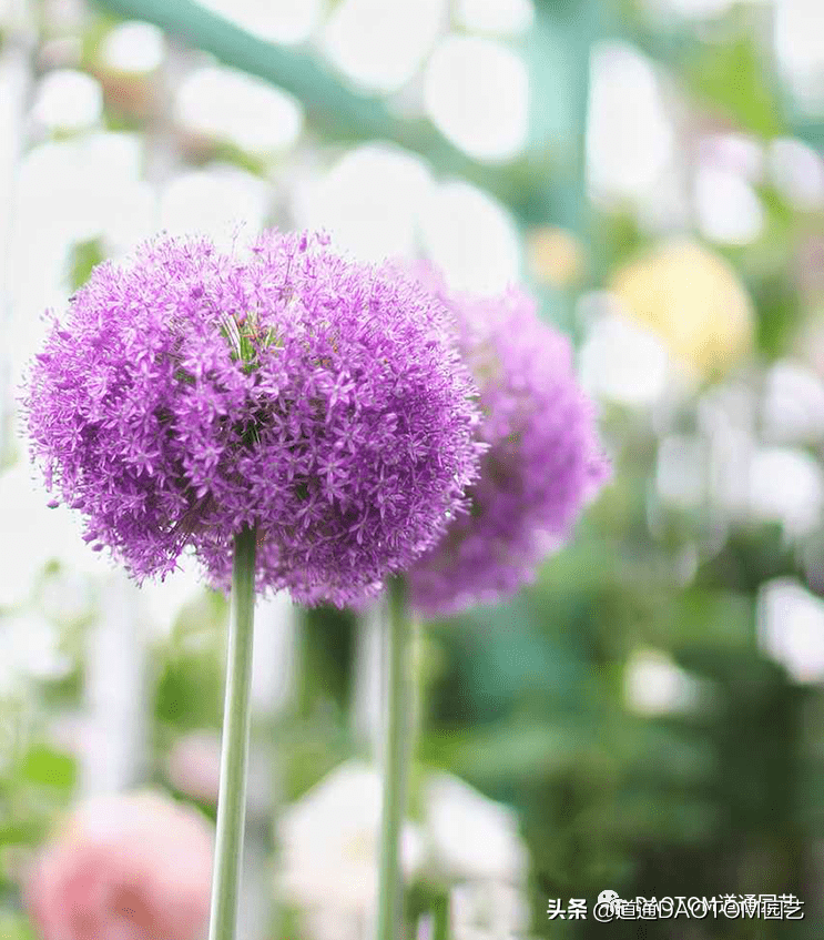 开花像 棒棒糖 私家庭院花卉新宠 球根界的高富帅 大花葱 花球 栽培 地区