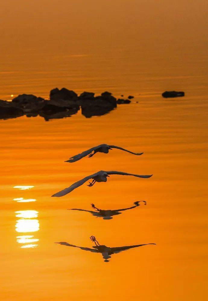 一行白鹭上青天