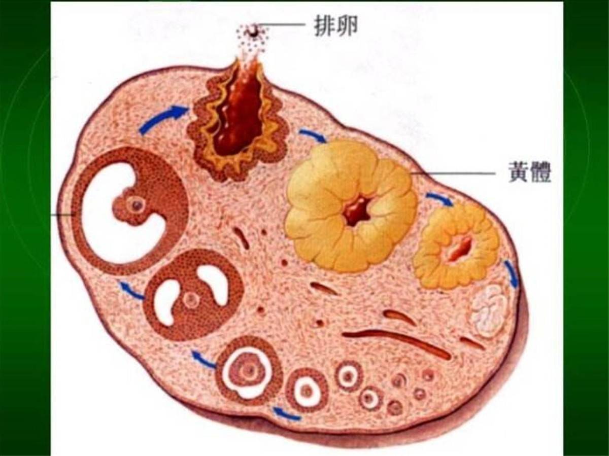 排卵期宫颈实物图图片