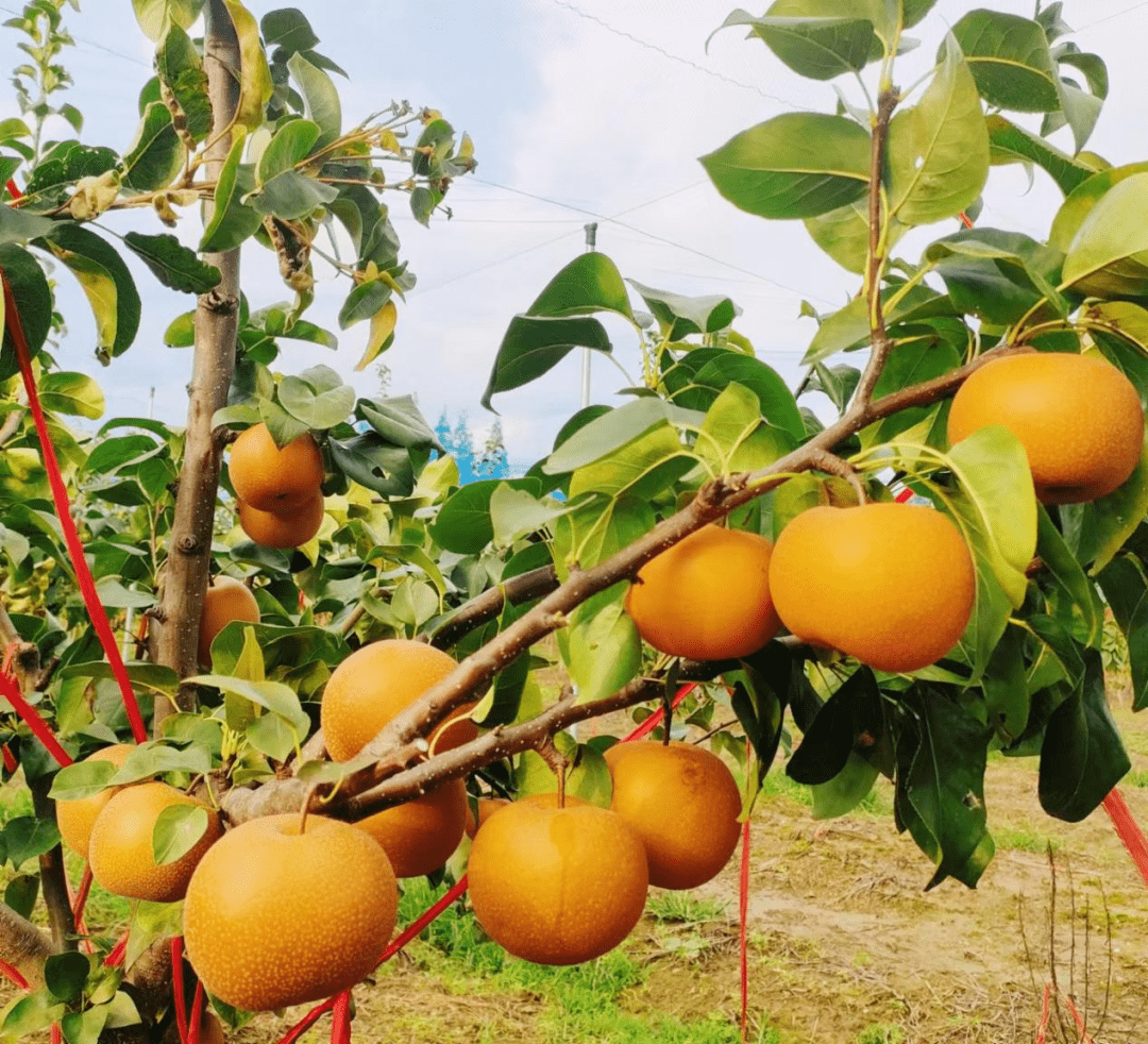 梨园_承包_褐色