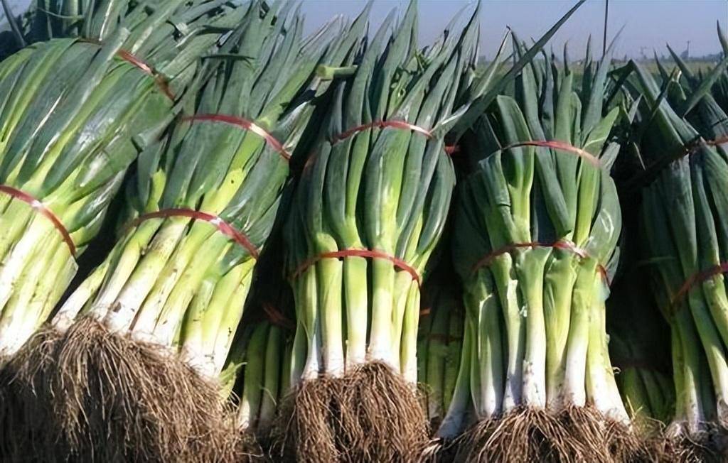 秋大葱产量高,对肥料需求量较大,如何管理?_根系_土壤_方法